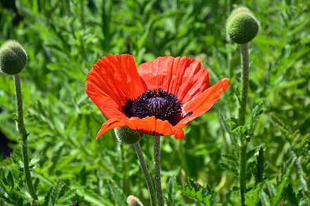 close-up photography of red petaled flower thumbnail