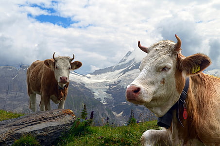 brown cattle near mountain during daytime thumbnail