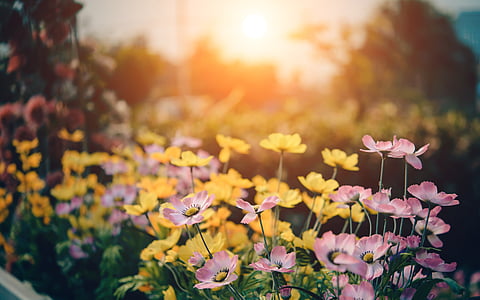 yellow and pink petaled flowers during daytime thumbnail