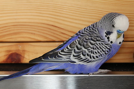 blue and white budgerigar bird thumbnail