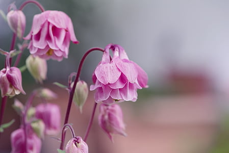 shallow focus photography of pink flowers during daytime thumbnail