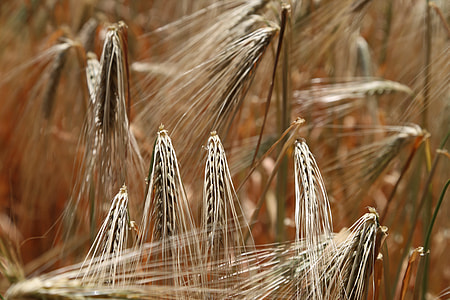 rice grains thumbnail