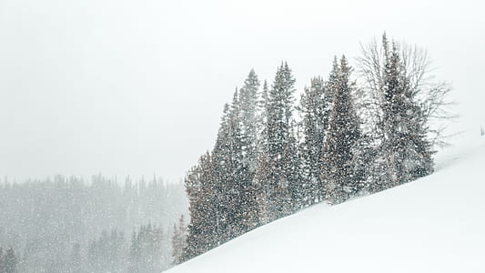 tree on snow covered mountain thumbnail