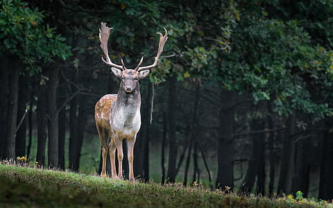 brown deer near trees during daytime thumbnail