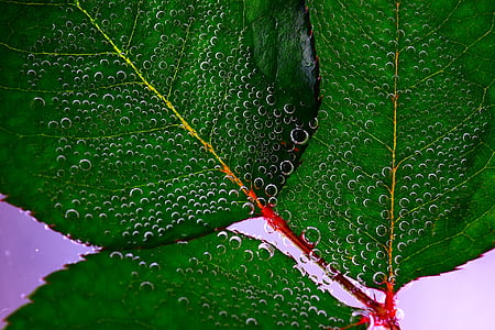 green and red floral textile thumbnail