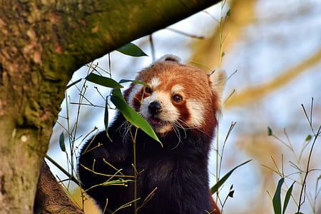 black and brown animal thumbnail