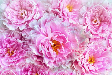 closeup photo of pink peony flowers thumbnail