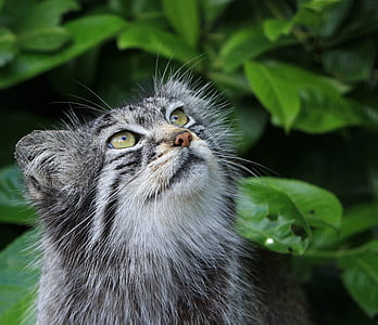 gray cat near green leafed plants thumbnail