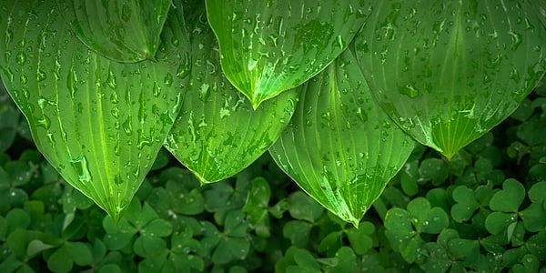 water dew on green leaf plants close-up photo thumbnail