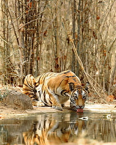 brown tiger drinking beside body of water during daytime thumbnail
