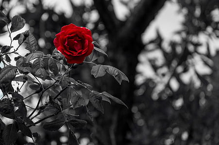 red rose selective color photography thumbnail
