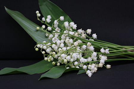 photo of white petaled flowers thumbnail