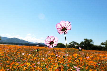 pink flower on grass field thumbnail