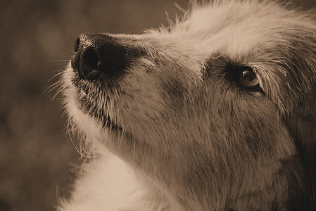 sepia photo of short-coated puppy thumbnail
