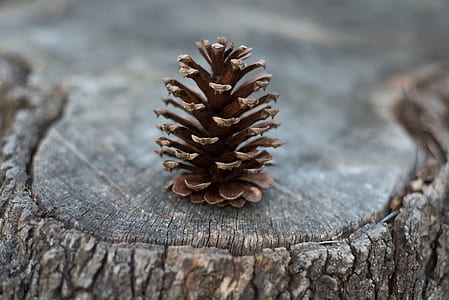 pine cone resting on tree bark thumbnail