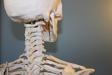 closeup photo of skeleton thumbnail