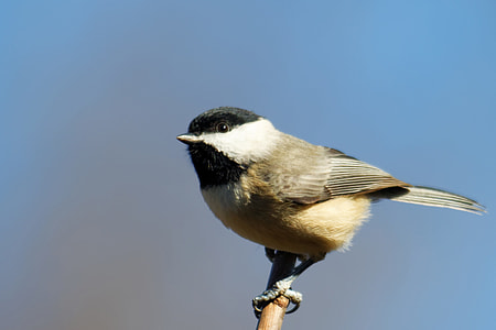 black and white bird on brown tree branches thumbnail