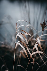 selective focus photography of dried grass thumbnail