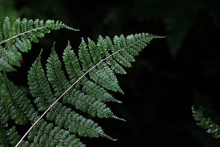 close-up photography of green fern plant thumbnail