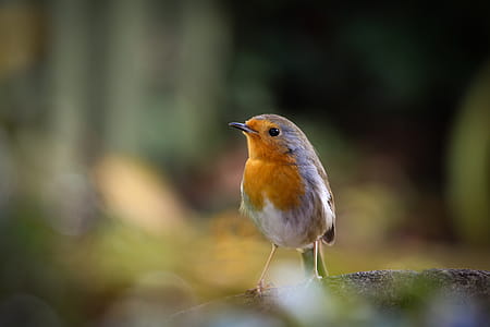 Selective Focus Photography of Yellow, White, and Brown Bird thumbnail