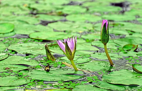 depth of field photography of pink lotus thumbnail