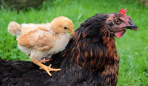 brown chick riding black hen closeup photography thumbnail