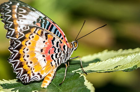 selective focus photography of orange, black, and white butterfly thumbnail