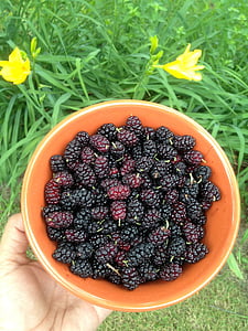 bunch of blackberries inside bowl thumbnail