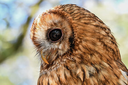 closeup photography of brown owl thumbnail