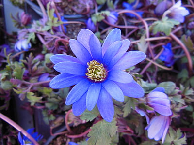 selective focus photography of blue petaled flowers in bloom thumbnail