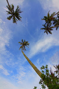 nature, sky, clouds, trees thumbnail