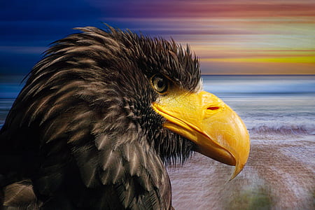 closeup photography eagle thumbnail