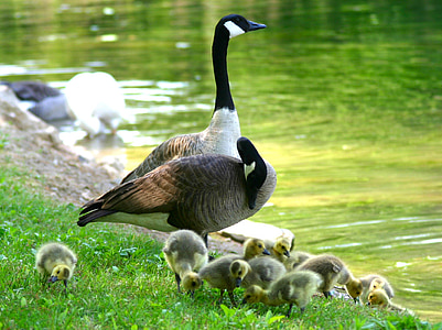 flock of ducks standing on green grass thumbnail