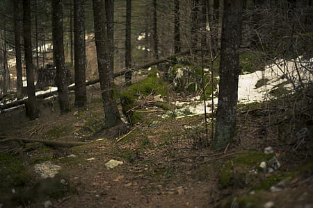 Green Forest thumbnail