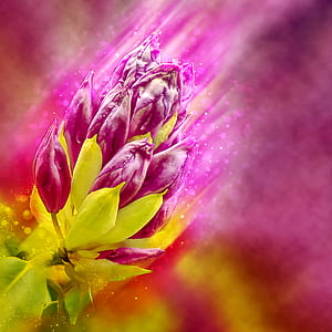 purple rhododendron flower bud thumbnail