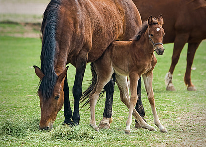 brown stallion thumbnail