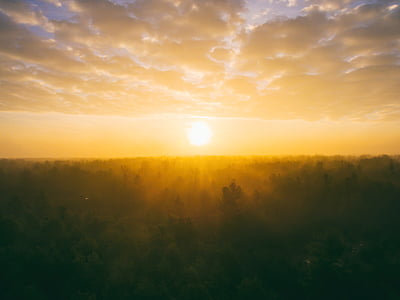 golden hour photography of forest thumbnail