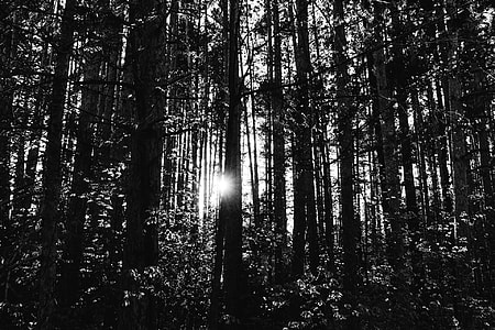 photo of black and white trees thumbnail
