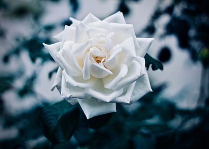 selective focus photograph of white rose thumbnail