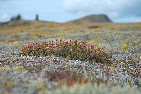 selective focus photo of red flowers thumbnail