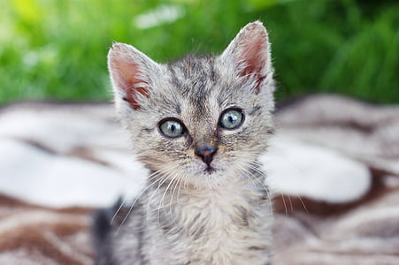 selective focus photography of silver tabby kitten thumbnail
