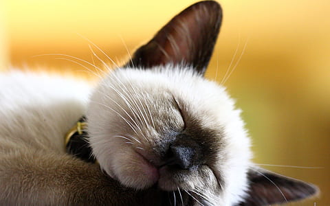 siamese cat thumbnail
