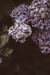 pink-and-white flowers thumbnail