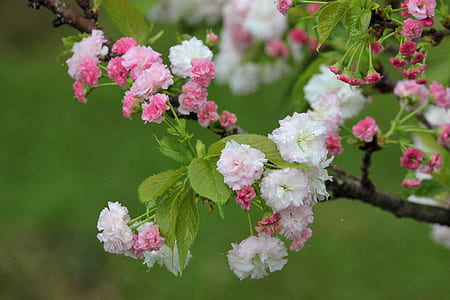 selective focus photo of white-and-pink petaled flowers thumbnail