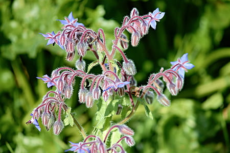 blue petaled flower thumbnail