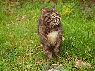 tortoiseshell cat walking on grass field thumbnail