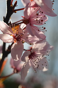 shallow focus photo of white flowers thumbnail