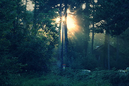sun raise through trees thumbnail