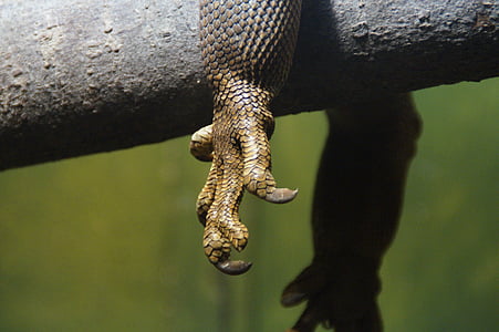 close-up photo of reptile's claw thumbnail