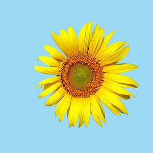yellow sunflower thumbnail
